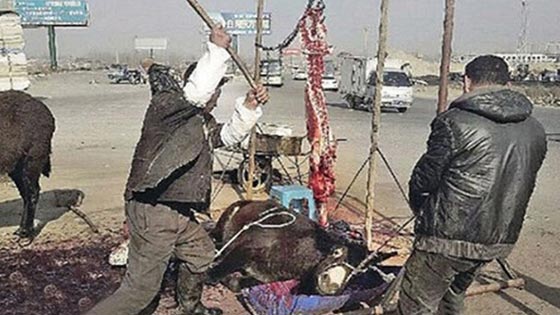 بالصورة.. قتل الحمير بالمطرقة قبل ذبحها يثير الجدل في الصين صورة رقم 1
