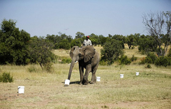 خراطيم الافيال.. وسيلة جديدة لرصد المتفجرات والالغام صورة رقم 3