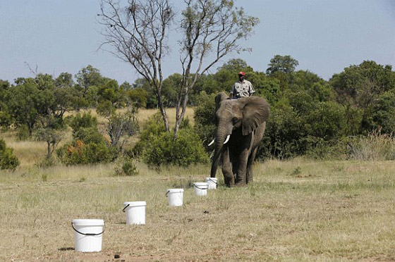 خراطيم الافيال.. وسيلة جديدة لرصد المتفجرات والالغام صورة رقم 2