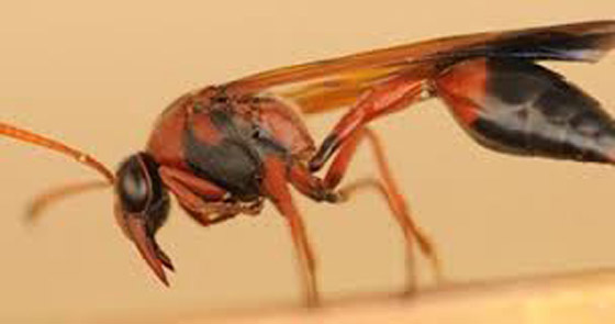 هداف المنتخب الفنلندي يتحول الى حشرة افريقية ملونة!! صورة رقم 2