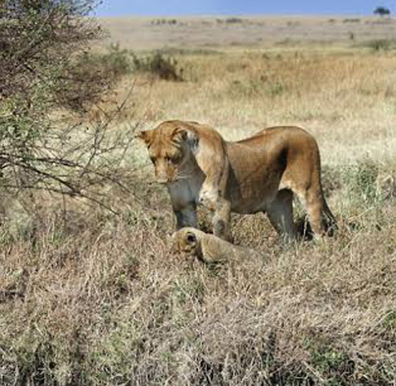 بالصور.. شاهد عاطفة لبؤة وهي تنقذ صغارها من خطر الجواميس صورة رقم 5