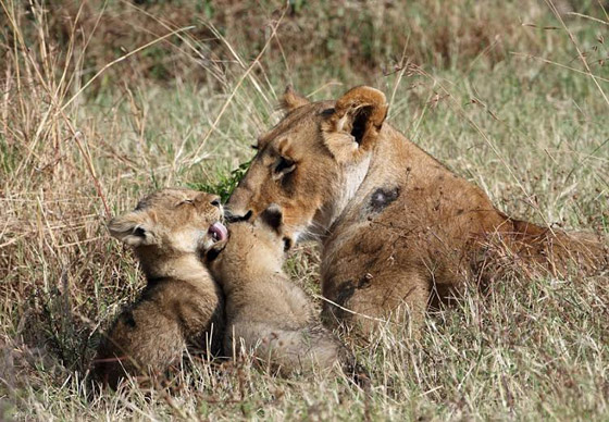 بالصور.. شاهد عاطفة لبؤة وهي تنقذ صغارها من خطر الجواميس صورة رقم 6