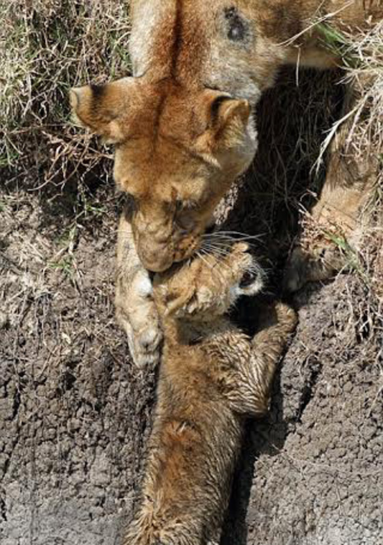 بالصور.. شاهد عاطفة لبؤة وهي تنقذ صغارها من خطر الجواميس صورة رقم 4