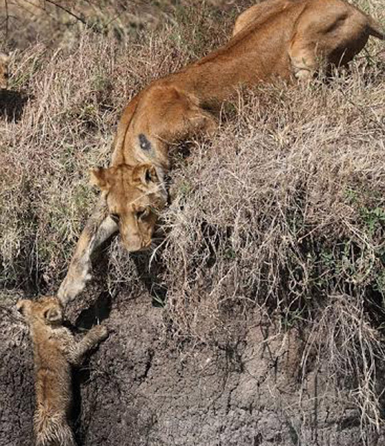 بالصور.. شاهد عاطفة لبؤة وهي تنقذ صغارها من خطر الجواميس صورة رقم 2