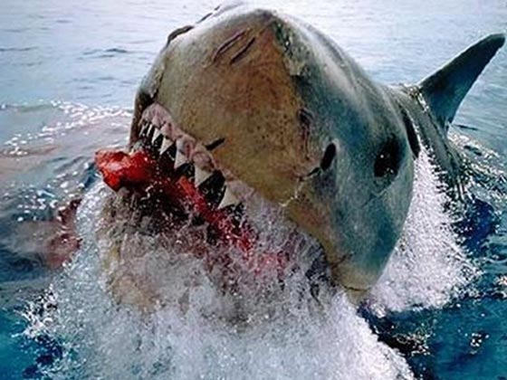  مقتل سائح الماني في هجوم لسمكة قرش في القصير بمصر صورة رقم 1