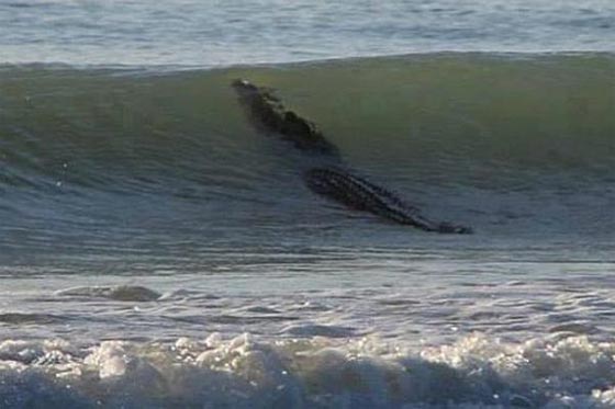  بالصور.. بفوق 9 تسع حيتان إثر اصطدامها بكاسر أمواج  صورة رقم 3