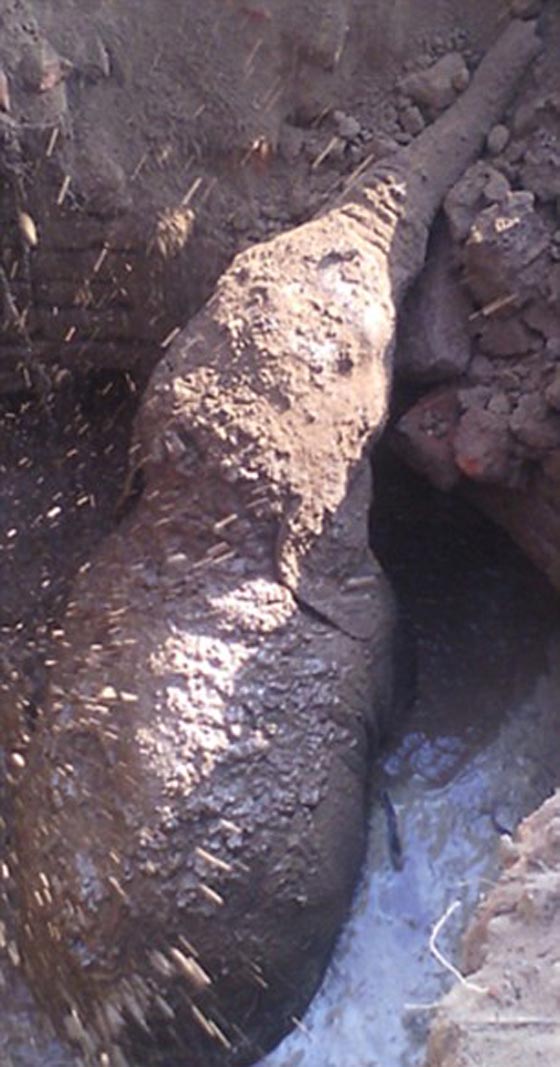 بالفيديو.. انثى فيل تمضي 11 ساعة وهي تحاول انقاذ صغيرها صورة رقم 2 بالفيديو.. انثى فيل تمضي 11 ساعة وهي تحاول انقاذ صغيرها صورة رقم 2