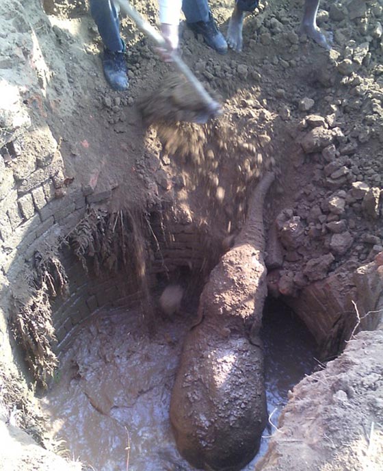 بالفيديو.. انثى فيل تمضي 11 ساعة وهي تحاول انقاذ صغيرها صورة رقم 4 بالفيديو.. انثى فيل تمضي 11 ساعة وهي تحاول انقاذ صغيرها صورة رقم 4