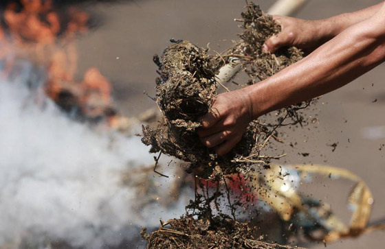 مفارقة عجيبة.. حرق الماريغوانا يدخل النشوة الى بيوت حي كامل!! صورة رقم 1 مفارقة عجيبة.. حرق الماريغوانا يدخل النشوة الى بيوت حي كامل!! صورة رقم 1