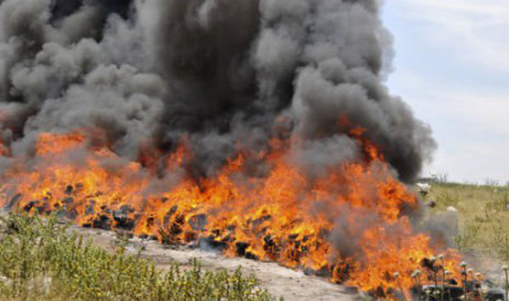 مفارقة عجيبة.. حرق الماريغوانا يدخل النشوة الى بيوت حي كامل!! صورة رقم 7 مفارقة عجيبة.. حرق الماريغوانا يدخل النشوة الى بيوت حي كامل!! صورة رقم 7