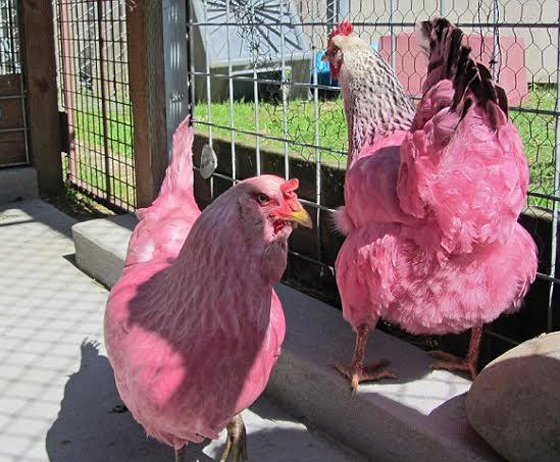 مدينة امريكية تقع في حيرة.. بسبب دجاجتين ورديتي اللون صورة رقم 1 مدينة امريكية تقع في حيرة.. بسبب دجاجتين ورديتي اللون صورة رقم 1