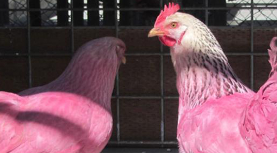 مدينة امريكية تقع في حيرة.. بسبب دجاجتين ورديتي اللون صورة رقم 3 مدينة امريكية تقع في حيرة.. بسبب دجاجتين ورديتي اللون صورة رقم 3