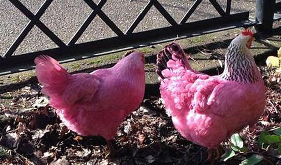 مدينة امريكية تقع في حيرة.. بسبب دجاجتين ورديتي اللون صورة رقم 5 مدينة امريكية تقع في حيرة.. بسبب دجاجتين ورديتي اللون صورة رقم 5