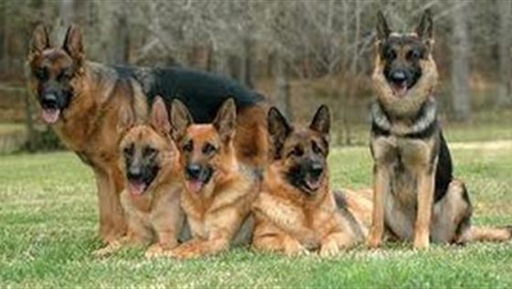 كلاب للكشف عن سرطان البروستاتا من خلال شم البول صورة رقم 1 كلاب للكشف عن سرطان البروستاتا من خلال شم البول صورة رقم 1