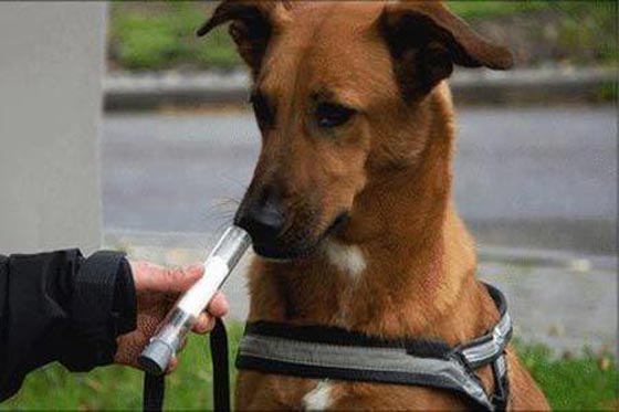 كلاب للكشف عن سرطان البروستاتا من خلال شم البول صورة رقم 2 كلاب للكشف عن سرطان البروستاتا من خلال شم البول صورة رقم 2