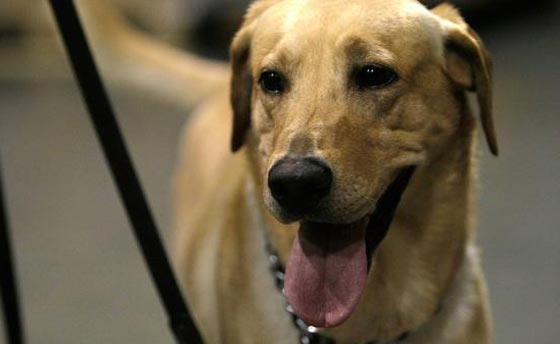 كلاب للكشف عن سرطان البروستاتا من خلال شم البول صورة رقم 3 كلاب للكشف عن سرطان البروستاتا من خلال شم البول صورة رقم 3