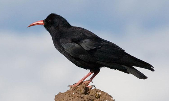 مصر تشن حربا على الغربان ضمن حملة الغراب بجنيه صورة رقم 1 مصر تشن حربا على الغربان ضمن حملة الغراب بجنيه صورة رقم 1
