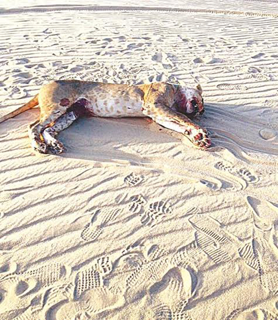 رجال الامن يقتلون لبؤة هاجمت راعي غنم ونهشت رأسه بالكويت صورة رقم 2 رجال الامن يقتلون لبؤة هاجمت راعي غنم ونهشت رأسه بالكويت صورة رقم 2