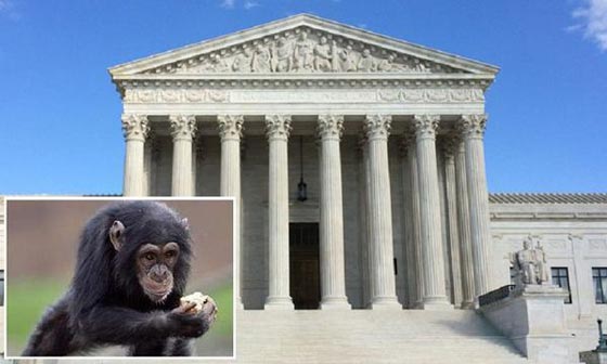 خطوة غير مسبوقة.. احتجاز قردين يتسبب بانعقاد محكمة امريكية!! صورة رقم 1 خطوة غير مسبوقة.. احتجاز قردين يتسبب بانعقاد محكمة امريكية!! صورة رقم 1