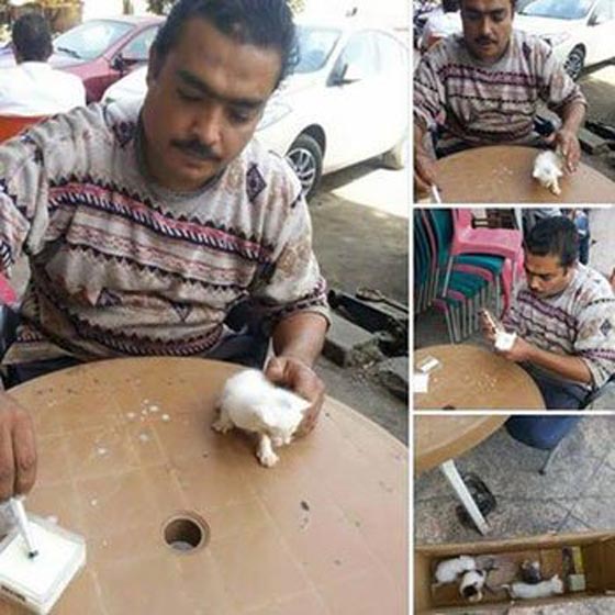 الخير باق في مصر ام الدنيا: صور مؤثرة بينها ميكانيكي يتبنى 4 قطط صورة رقم 1