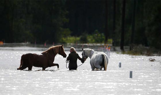 باالفيديو.. شاهد كيف شوشت الفيضانات الحياة في استراليا صورة رقم 11 باالفيديو.. شاهد كيف شوشت الفيضانات الحياة في استراليا صورة رقم 11