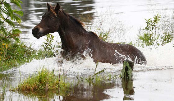 باالفيديو.. شاهد كيف شوشت الفيضانات الحياة في استراليا صورة رقم 16 باالفيديو.. شاهد كيف شوشت الفيضانات الحياة في استراليا صورة رقم 16