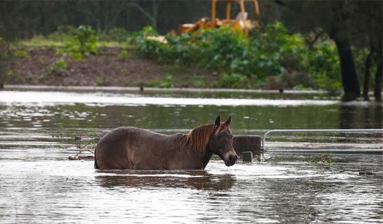 باالفيديو.. شاهد كيف شوشت الفيضانات الحياة في استراليا صورة رقم 19 باالفيديو.. شاهد كيف شوشت الفيضانات الحياة في استراليا صورة رقم 19