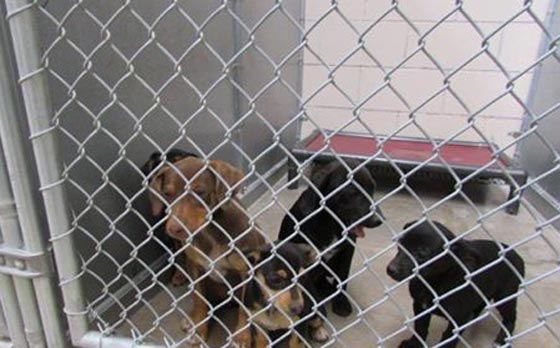 تشكيل وحدة خاصة تعاقب من لا يرفق بالحيوان في النرويج صورة رقم 9