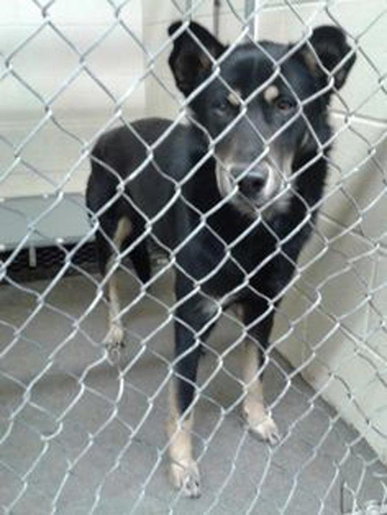 تشكيل وحدة خاصة تعاقب من لا يرفق بالحيوان في النرويج صورة رقم 7