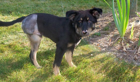 تشكيل وحدة خاصة تعاقب من لا يرفق بالحيوان في النرويج صورة رقم 6