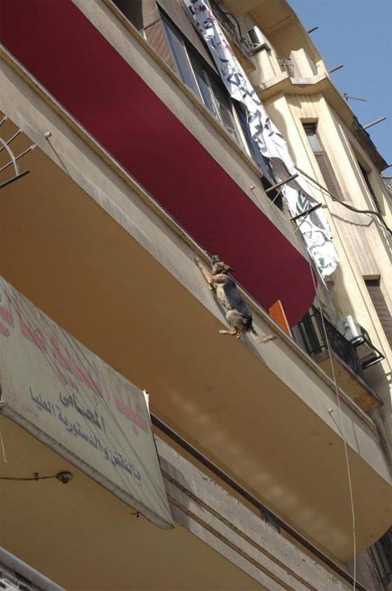 كلب مسكين يواجه حادثة مؤلمة.. في احد بلاكين قاهرة المُعزّ لدين الله صورة رقم 3