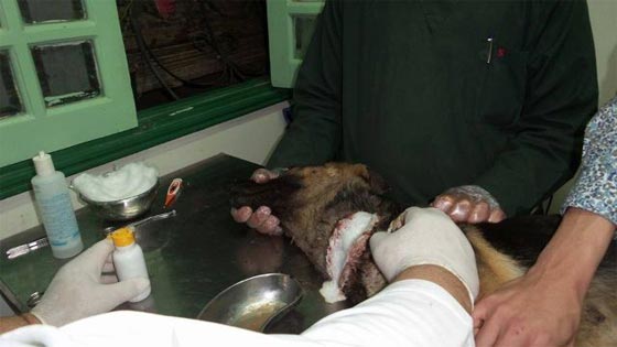 كلب مسكين يواجه حادثة مؤلمة.. في احد بلاكين قاهرة المُعزّ لدين الله صورة رقم 2