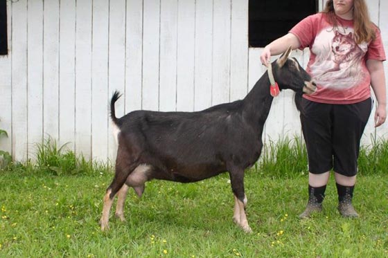 زوجان بريطانيان يمنحان بيتهما ومزرعة حيوانات هدية لكاتب أفضل مقال صورة رقم 3 زوجان بريطانيان يمنحان بيتهما ومزرعة حيوانات هدية لكاتب أفضل مقال صورة رقم 3