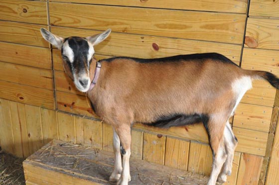 زوجان بريطانيان يمنحان بيتهما ومزرعة حيوانات هدية لكاتب أفضل مقال صورة رقم 4 زوجان بريطانيان يمنحان بيتهما ومزرعة حيوانات هدية لكاتب أفضل مقال صورة رقم 4