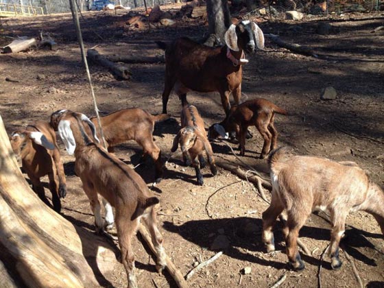 زوجان بريطانيان يمنحان بيتهما ومزرعة حيوانات هدية لكاتب أفضل مقال صورة رقم 1 زوجان بريطانيان يمنحان بيتهما ومزرعة حيوانات هدية لكاتب أفضل مقال صورة رقم 1