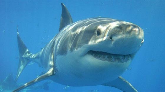 صياد افريقي وجّه لكمة الى عين القرش الابيض ونجا من الموت صورة رقم 1 صياد افريقي وجّه لكمة الى عين القرش الابيض ونجا من الموت صورة رقم 1