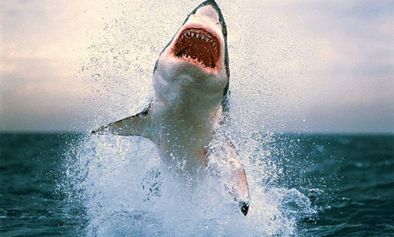 صياد افريقي وجّه لكمة الى عين القرش الابيض ونجا من الموت صورة رقم 2 صياد افريقي وجّه لكمة الى عين القرش الابيض ونجا من الموت صورة رقم 2