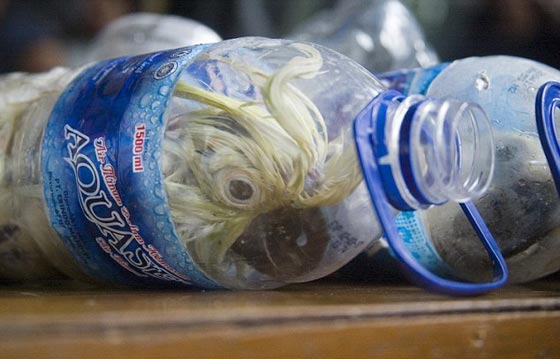 اقسى واغرب طريقة لتهريب الطيور في زجاجات بلاستيكية.. شاهد الصور صورة رقم 1