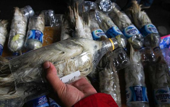 اقسى واغرب طريقة لتهريب الطيور في زجاجات بلاستيكية.. شاهد الصور صورة رقم 4