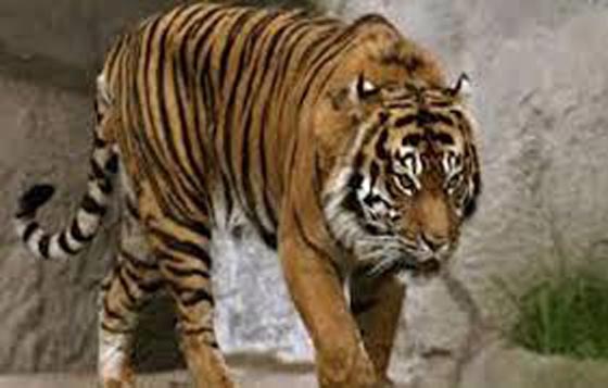 بعد اعصار اوكلاهوما.. حيوانات مفترسة تجوب الشوارع طليقة صورة رقم 2