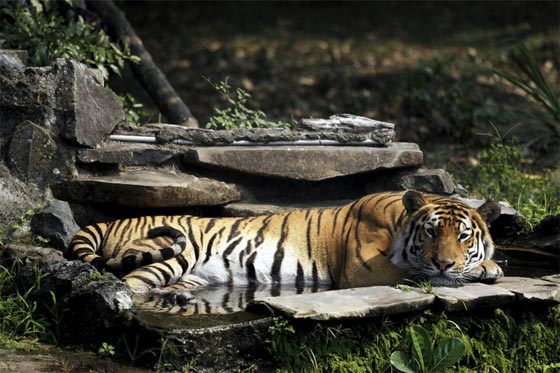 بعد اعصار اوكلاهوما.. حيوانات مفترسة تجوب الشوارع طليقة صورة رقم 3