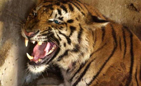 بعد اعصار اوكلاهوما.. حيوانات مفترسة تجوب الشوارع طليقة صورة رقم 1