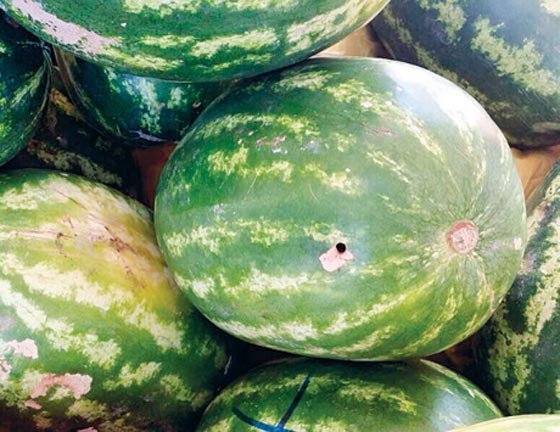 البطيخ الايراني يفجر مكامن التوتر الرهيب بين السنة والشيعة صورة رقم 1