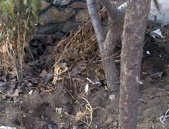 ترك 10 أيام في البرية ودفن حيا.. مولود صيني يتشبث بالحياة صورة رقم 5 ترك 10 أيام في البرية ودفن حيا.. مولود صيني يتشبث بالحياة صورة رقم 5