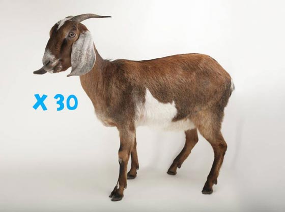 محام كيني يقع في حب ابنة اوباما ويخطب ودها بـ 150 راس ماشية من العيار الثقيل!! صورة رقم 11 محام كيني يقع في حب ابنة اوباما ويخطب ودها بـ 150 راس ماشية من العيار الثقيل!! صورة رقم 11