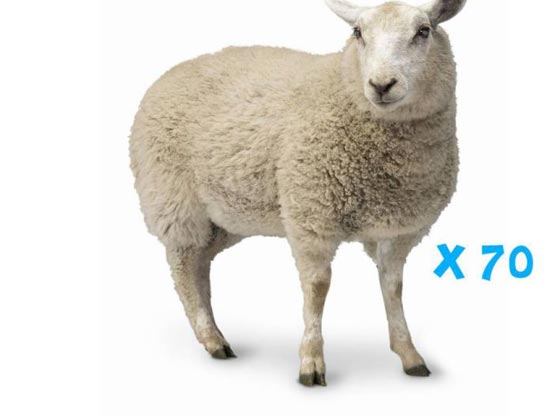 محام كيني يقع في حب ابنة اوباما ويخطب ودها بـ 150 راس ماشية من العيار الثقيل!! صورة رقم 12 محام كيني يقع في حب ابنة اوباما ويخطب ودها بـ 150 راس ماشية من العيار الثقيل!! صورة رقم 12