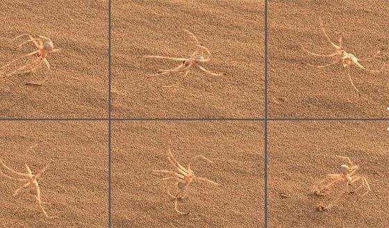 اغن نظرك واثره بمشاهدة صور 10 حيوانات ونباتات تم اكتشافها حديثا صورة رقم 1 اغن نظرك واثره بمشاهدة صور 10 حيوانات ونباتات تم اكتشافها حديثا صورة رقم 1