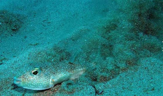 اغن نظرك واثره بمشاهدة صور 10 حيوانات ونباتات تم اكتشافها حديثا صورة رقم 10 اغن نظرك واثره بمشاهدة صور 10 حيوانات ونباتات تم اكتشافها حديثا صورة رقم 10