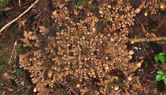 اغن نظرك واثره بمشاهدة صور 10 حيوانات ونباتات تم اكتشافها حديثا صورة رقم 3 اغن نظرك واثره بمشاهدة صور 10 حيوانات ونباتات تم اكتشافها حديثا صورة رقم 3