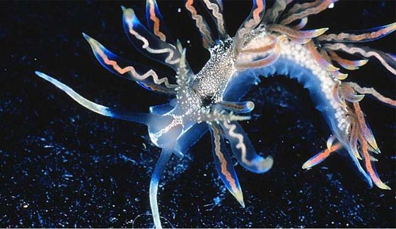 اغن نظرك واثره بمشاهدة صور 10 حيوانات ونباتات تم اكتشافها حديثا صورة رقم 4 اغن نظرك واثره بمشاهدة صور 10 حيوانات ونباتات تم اكتشافها حديثا صورة رقم 4